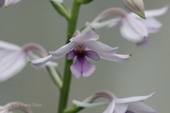 Calanthe sylvatica